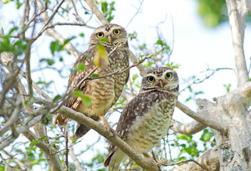 Burrowing owl couple among the tree, looking at camera