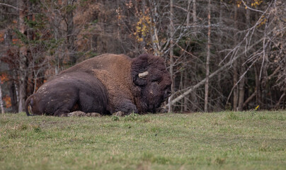 Bison has a shaggy, long, dark-brown winter coat, and a lighter-weight, lighter brown summer coat...