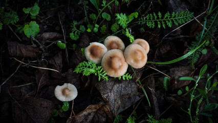 mushrooms in the forest 