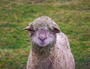 A sheep staring at the viewer
