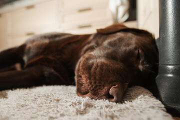 Adorable dog sleeping on his mat. close-up on the nose.