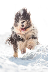 furry dog running happily through snow in winter