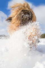 furry dog running happily through snow in winter from worm's eye view