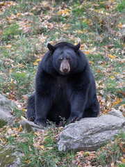 Big round black bear is sitting in an open area looking and starring directly at the photographer.  The photo was taken in the fall just when the bears are conserving energy for a long hibernation.
