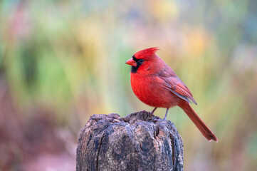 Male Northern Cardinal perching on a fence post in Central Park