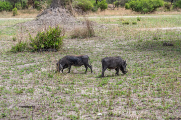 Warthog in Tarangire National Park, Tanzania