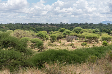 Fototapeta na wymiar Safari Tarangire National Park, Tanzania