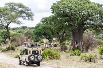 Safari Tarangire National Park, Tanzania - obrazy, fototapety, plakaty