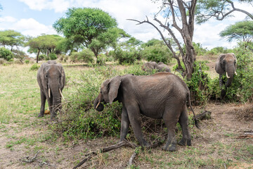 Fototapeta premium Elephants in Tarangire National Park Tanzania