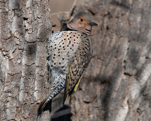 Northern flicker