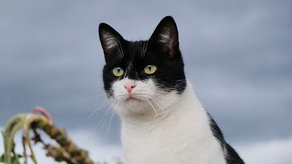 Gato blanco y negro de ojos verdes mirando fijamente y de forma atenta en un cielo de tormenta...