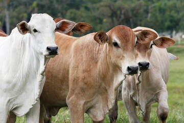 Plakat Cattle in the pasture on countryside of Brazil