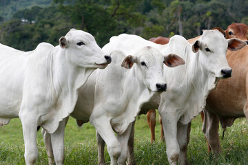 Cattle in the pasture on countryside of Brazil - obrazy, fototapety, plakaty