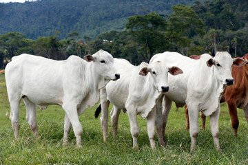 Cattle in the pasture on countryside of Brazil