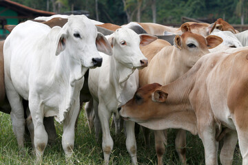 Fototapeta na wymiar Cattle in the pasture on countryside of Brazil