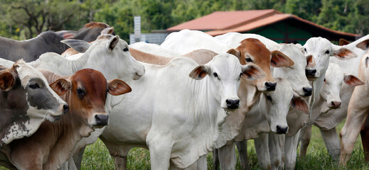 Cattle in the pasture on countryside of Brazil
