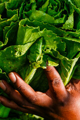 Rural employee hands holding fresh lettuce