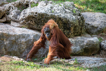 A large orangutan plays with his baby in a green meadow.