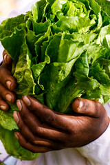 Rural employee hands holding fresh lettuce