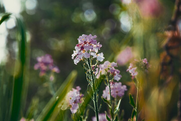 pink delicate flower grows on the lawn, blurred background