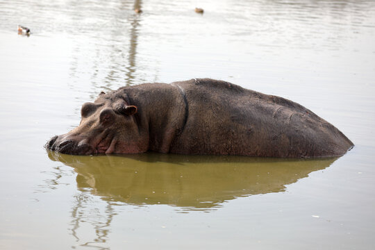 Hippopotamus sits in muddy water and looks at the camera close up.