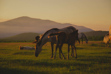 a horse and a foal graze on a green meadow in the reflection of a sunset