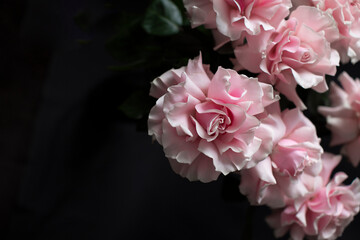 Fototapeta premium Pink roses on a dark background, French variety