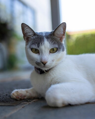 A beautiful female white cat with gray ears siting on the lawn of the house's garden. Sunbathing time. Animal world. Pet lover. Animal lover. Cat. Lover.
