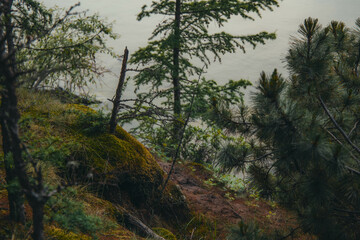coniferous trees on the slope against the background of a gray lake