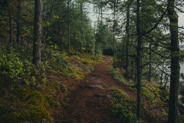 trail through a sparse forest along the lake shore