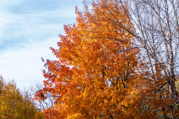 Beautiful landscape in The Central Park, Manhattan, New York.