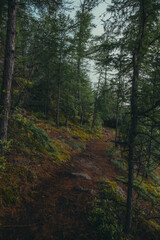 trail through a sparse forest along the lake shore