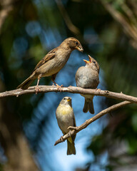 The female sparrow also know as Pardal or Gorrion feeding its young perched on the branch under the gaze of a female Saffron Finch. Species Passer domesticus. animalworld. Birdwatching. Birding.