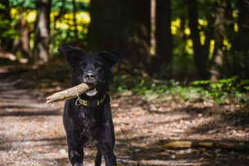 Hund mit Holz im Mund