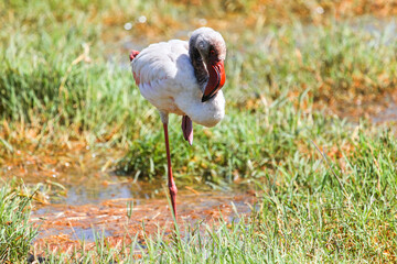 Lesser flamingo