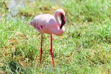 Lesser flamingo