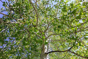 Fototapeta na wymiar green leaves against the sky, Aspen Trees. Trees with green Leaves, blue sky