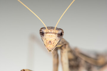 Ground and bark mantis portrait