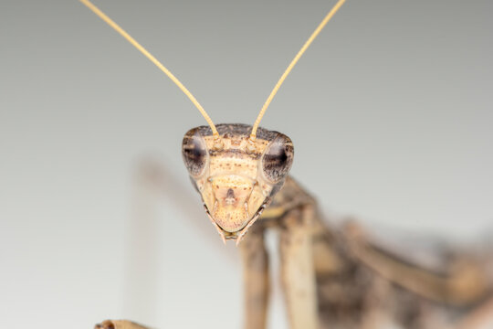 Ground and bark mantis portrait