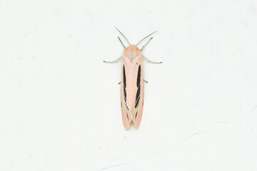 Streaked tiger moth (Creatonotus gangis) resting