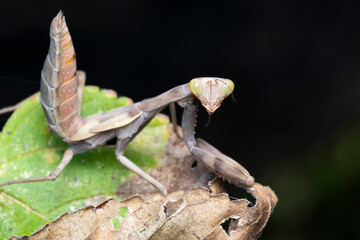 Green mantis about to shed its skin (Hierodula ventralis)