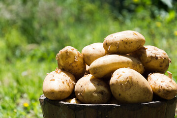 Acercamiento de papas nuevas con el fondo verde