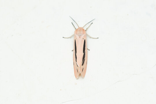Streaked tiger moth (Creatonotus gangis) resting
