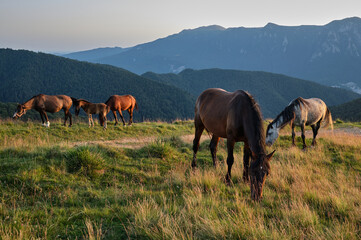 Horses graze on the meadow during sunset in romanian mountains