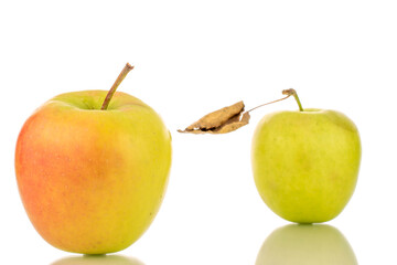 Two green sweet apples, macro, isolated on white background.