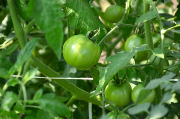 green sun-ripening tomatoes on a bush branch. organic food. growing vegetables outdoors and in a greenhouse. bunch of green tomato fruits among green leaves