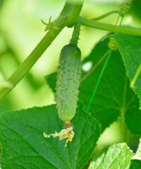 a small green cucumber with a flower at the end hangs on a branch of a bush. growing organic vegetables in the open field and in the greenhouse. tasty, healthy, fortified and refreshing food