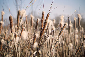 Fototapeta premium reeds in the wind