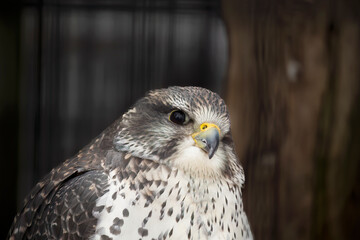 The gyrfalcon .Beautiful bird of prey,the largest of the falcon species,living in the northern...