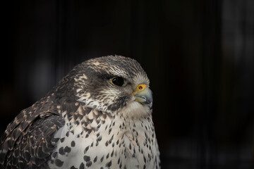 The gyrfalcon .Beautiful bird of prey,the largest of the falcon species,living in the northern polar regions 